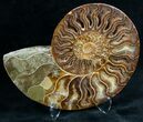 Stunning Cut & Polished Ammonite #6877-3